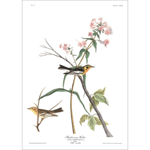 Blackburnian Warbler Print by John Audubon