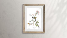 Load image into Gallery viewer, Blackburnian Warbler Print by John Audubon