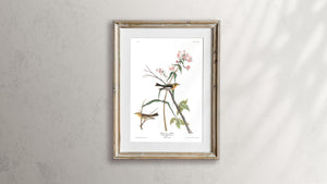 Blackburnian Warbler Print by John Audubon