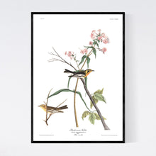 Load image into Gallery viewer, Blackburnian Warbler Print by John Audubon