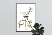 Load image into Gallery viewer, Blackburnian Warbler Print by John Audubon