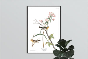 Blackburnian Warbler Print by John Audubon