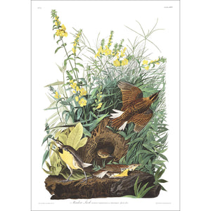 Meadow Lark Print by John Audubon