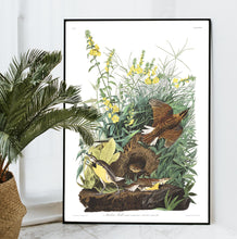Load image into Gallery viewer, Meadow Lark Print by John Audubon