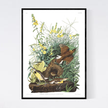Load image into Gallery viewer, Meadow Lark Print by John Audubon