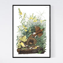 Load image into Gallery viewer, Meadow Lark Print by John Audubon