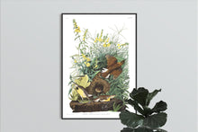 Load image into Gallery viewer, Meadow Lark Print by John Audubon