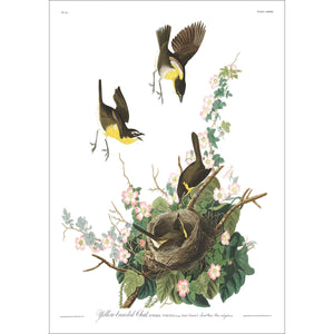 Yellow-Breasted Chat Print by John Audubon