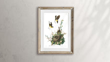 Load image into Gallery viewer, Yellow-Breasted Chat Print by John Audubon