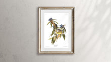 Load image into Gallery viewer, Conneticut Warbler Print by John Audubon