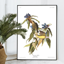 Load image into Gallery viewer, Conneticut Warbler Print by John Audubon