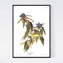 Load image into Gallery viewer, Conneticut Warbler Print by John Audubon