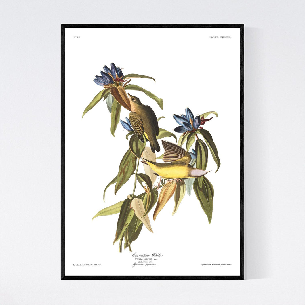 Conneticut Warbler Print by John Audubon