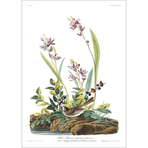 Field Sparrow Print by John Audubon