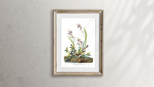 Load image into Gallery viewer, Field Sparrow Print by John Audubon