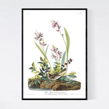 Load image into Gallery viewer, Field Sparrow Print by John Audubon