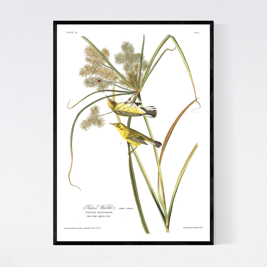 Prairie Warbler Print by John Audubon