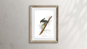 Pine Creeping Warbler Print by John Audubon