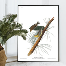 Load image into Gallery viewer, Pine Creeping Warbler Print by John Audubon