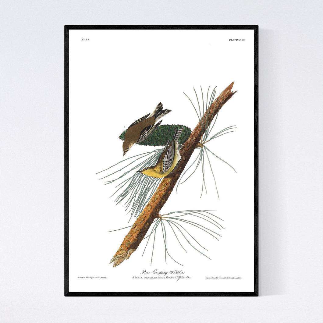 Pine Creeping Warbler Print by John Audubon