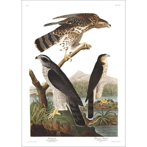 Goshawk and Stanley Hawk Print by John Audubon