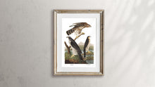 Load image into Gallery viewer, Goshawk and Stanley Hawk Print by John Audubon