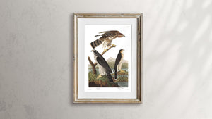 Goshawk and Stanley Hawk Print by John Audubon