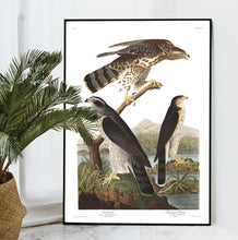 Load image into Gallery viewer, Goshawk and Stanley Hawk Print by John Audubon