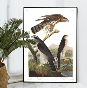 Goshawk and Stanley Hawk Print by John Audubon