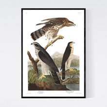 Load image into Gallery viewer, Goshawk and Stanley Hawk Print by John Audubon