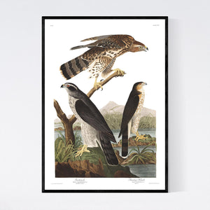 Goshawk and Stanley Hawk Print by John Audubon