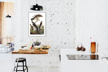 Load image into Gallery viewer, Goshawk and Stanley Hawk Print by John Audubon