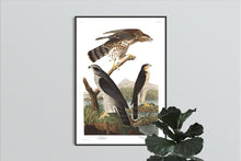 Load image into Gallery viewer, Goshawk and Stanley Hawk Print by John Audubon