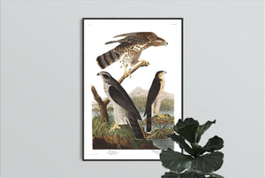 Goshawk and Stanley Hawk Print by John Audubon