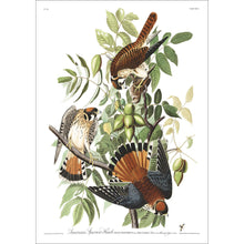 Load image into Gallery viewer, American Sparrow Hawk Print by John Audubon
