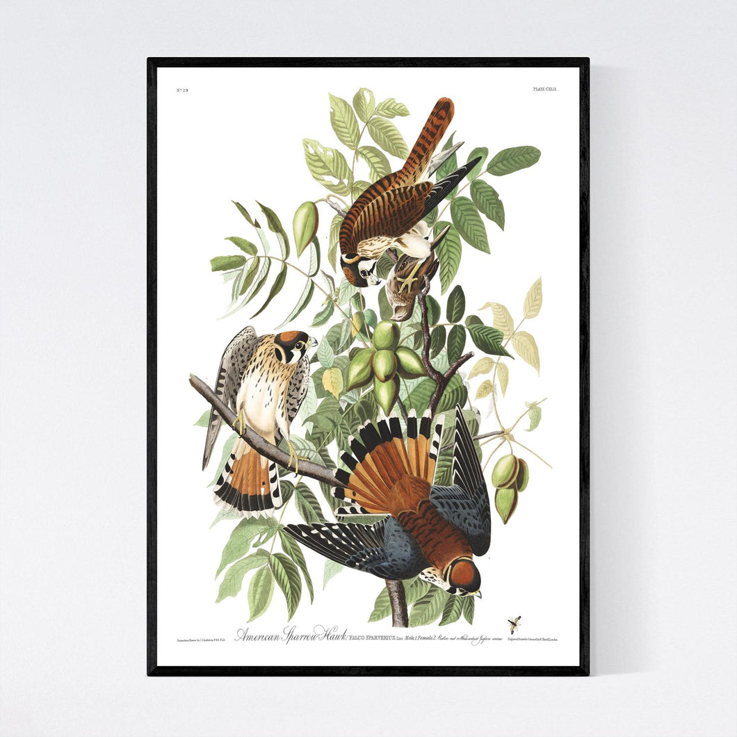 American Sparrow Hawk Print by John Audubon