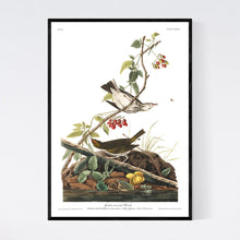 Load image into Gallery viewer, Golden-Crowned Thrush Print by John Audubon