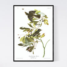 Load image into Gallery viewer, Small Green Crested Flycatcher Print by John Audubon