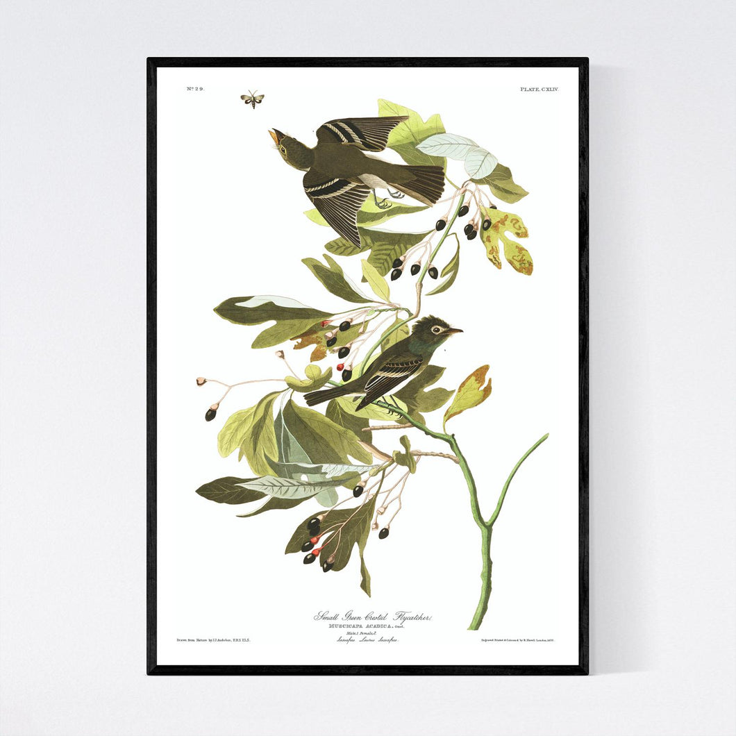 Small Green Crested Flycatcher Print by John Audubon