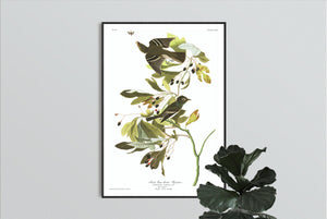 Small Green Crested Flycatcher Print by John Audubon