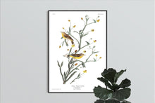 Load image into Gallery viewer, Yellow Red-Poll Warbler Print by John Audubon