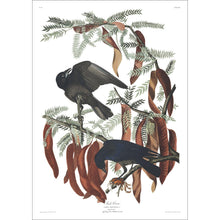 Load image into Gallery viewer, Fish Crow Print by John Audubon