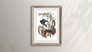 Fish Crow Print by John Audubon