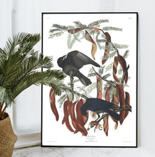 Load image into Gallery viewer, Fish Crow Print by John Audubon