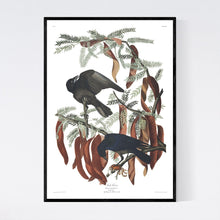 Load image into Gallery viewer, Fish Crow Print by John Audubon
