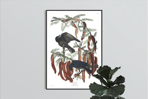 Fish Crow Print by John Audubon