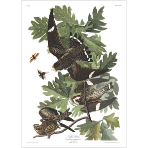 Night Hawk Print by John Audubon