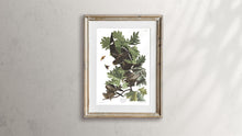Load image into Gallery viewer, Night Hawk Print by John Audubon