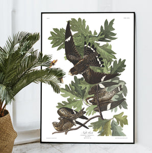 Night Hawk Print by John Audubon