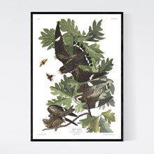 Load image into Gallery viewer, Night Hawk Print by John Audubon